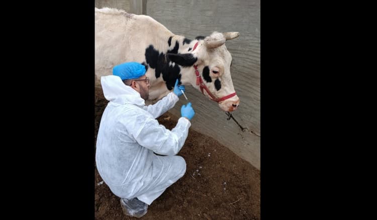 وزارة الزراعة تكثف جهودها لمكافحة مرض الحمّى القلاعية في البقاع