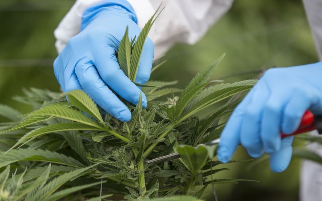 القنب الهندي في لبنان