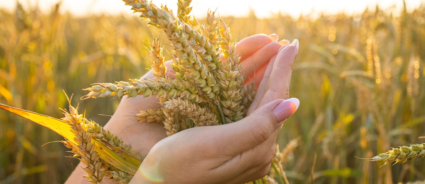 الحرب الأوكرانية وتداعياتها على الأمن الغذائي في الشرق الأوسط