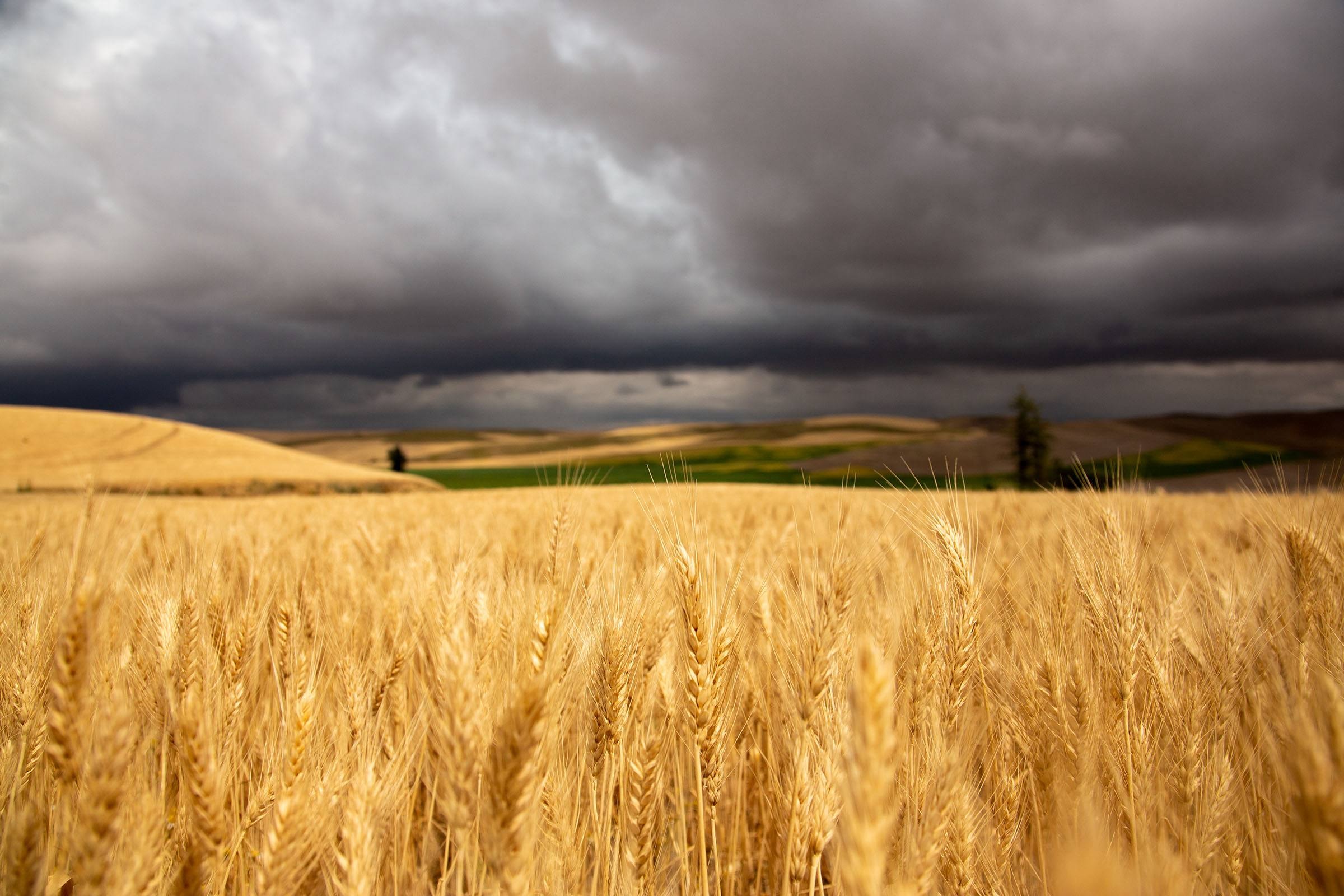 القمح الاميركي - US Wheat Associates